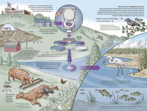 Pharmaceuticals move throughout the aquatic environment